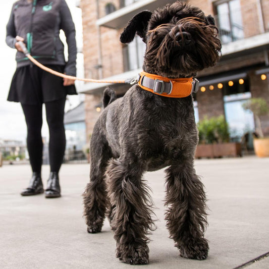 Dog collar guide – choosing the right collar for everyday adventures | FurLuna
